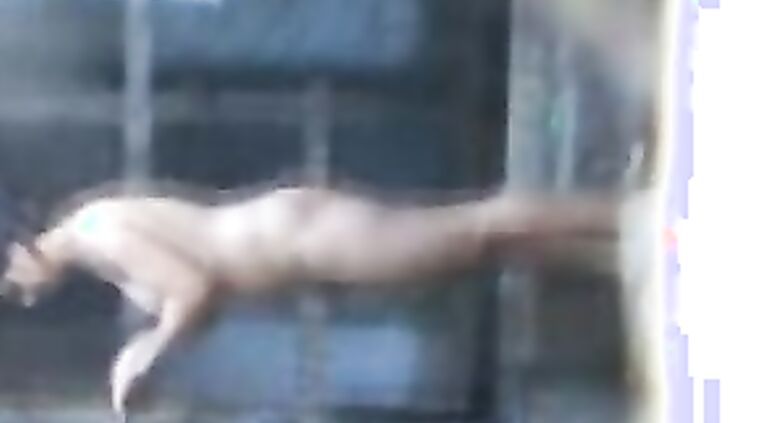Bhabhi Ka Nanda Shower - Movies.